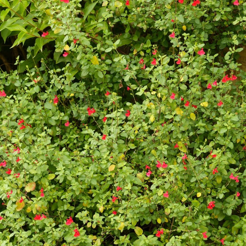 Sauge arbustive - Salvia microphylla grahamii