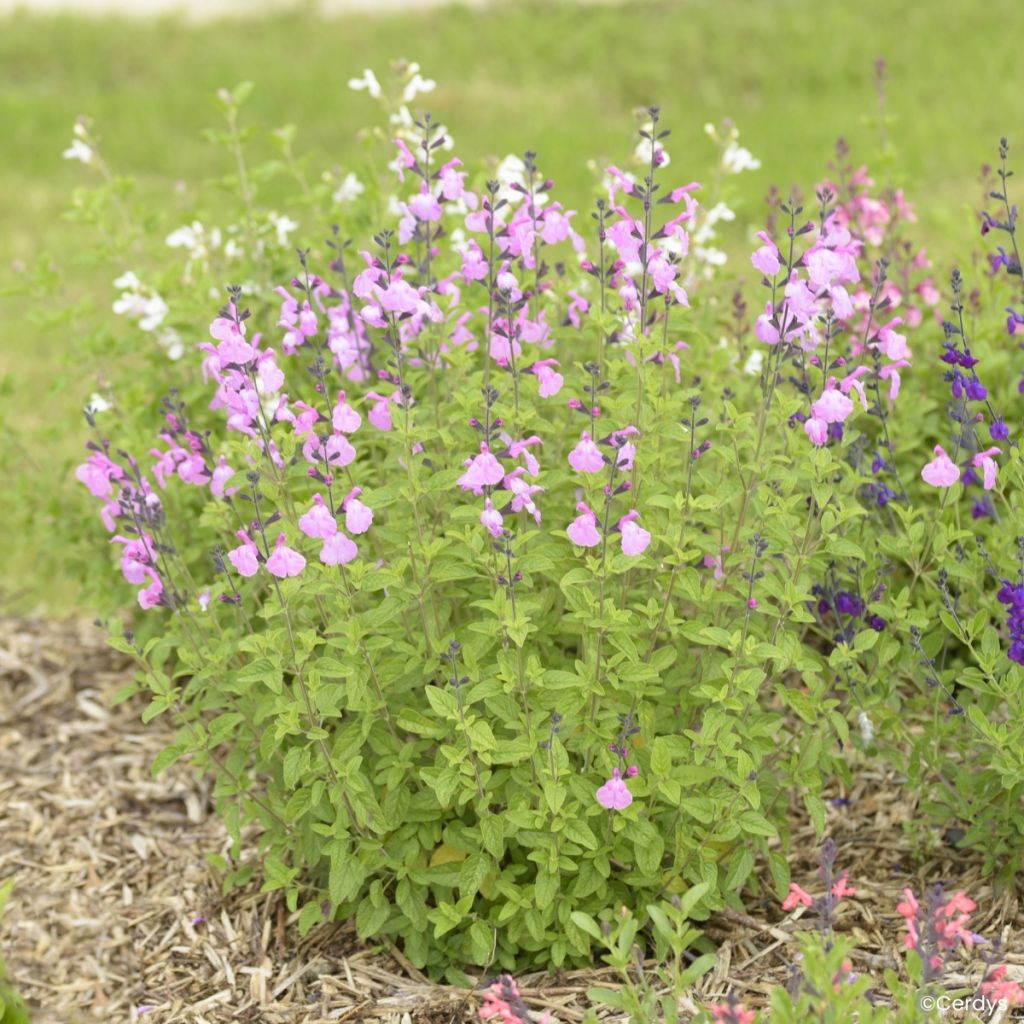 Sauge arbustive Malabar - Salvia jamensis