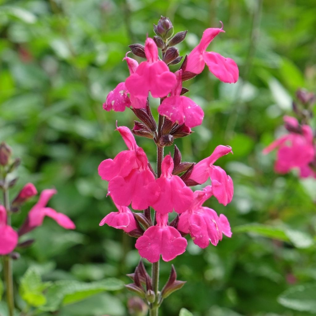 Sauge arbustive Pluenn - Salvia jamensis