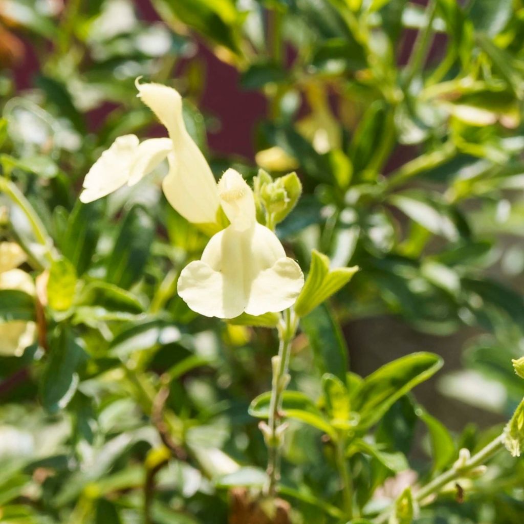 Sauge arbustive - Salvia greggii Sungold (Devon Cream)