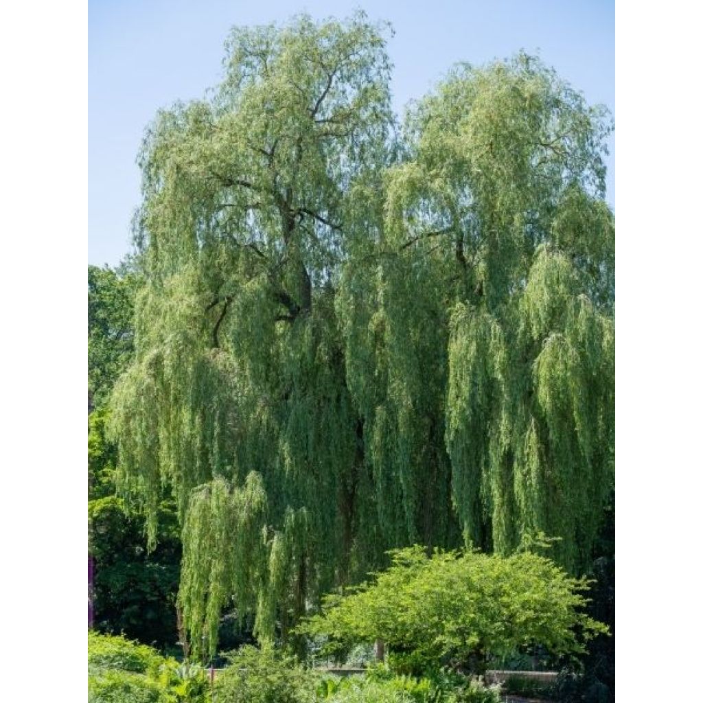 Saule pleureur - Salix alba Tristis