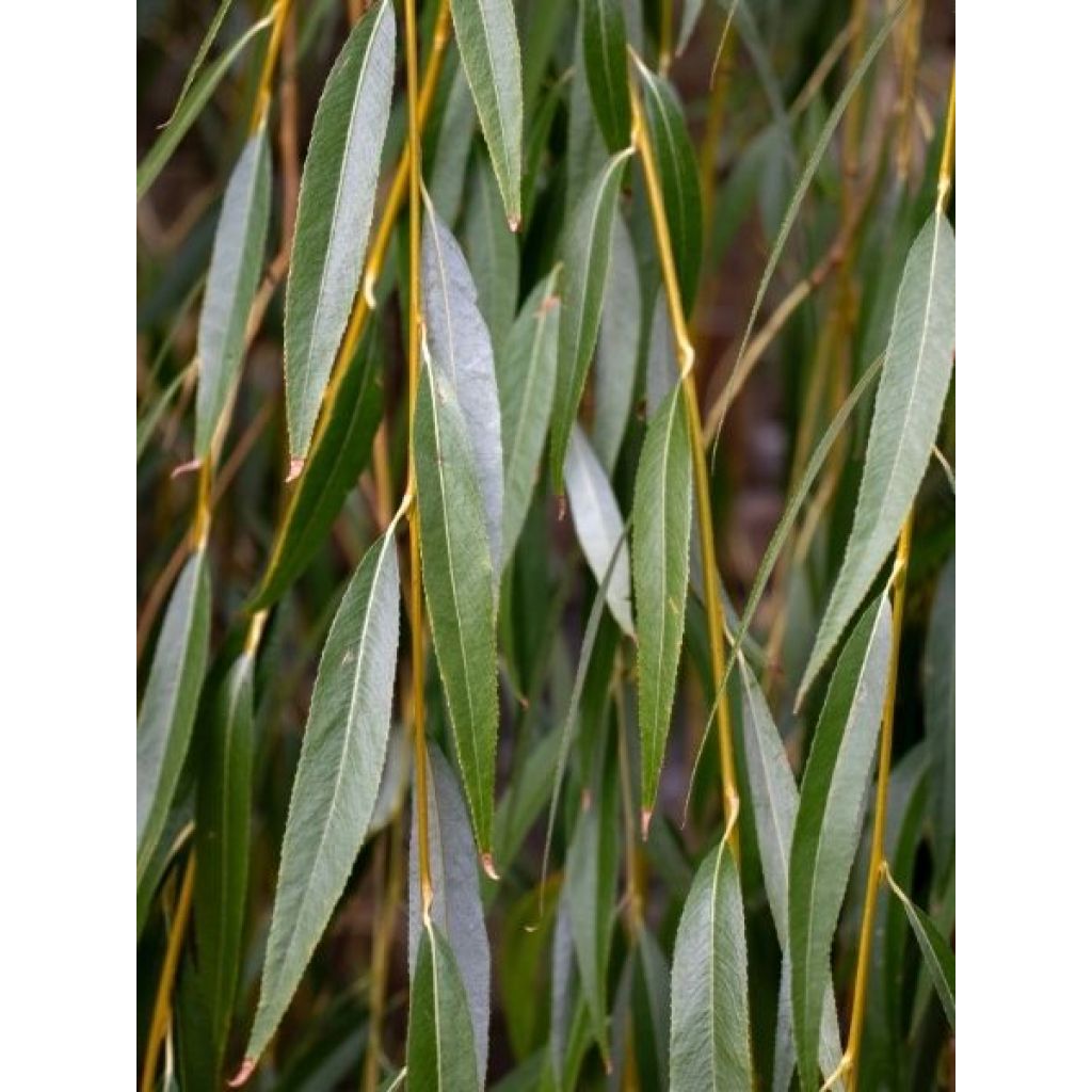 Saule pleureur - Salix alba Tristis