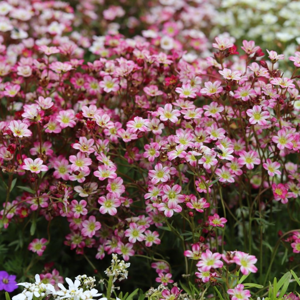 Saxifraga arendsii Ware's Crimson - Saxifrage mousse