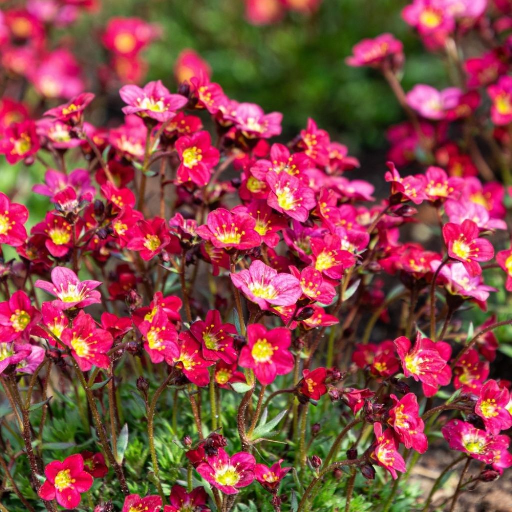Saxifraga arendsii Purpurteppich - Saxifrage mousse