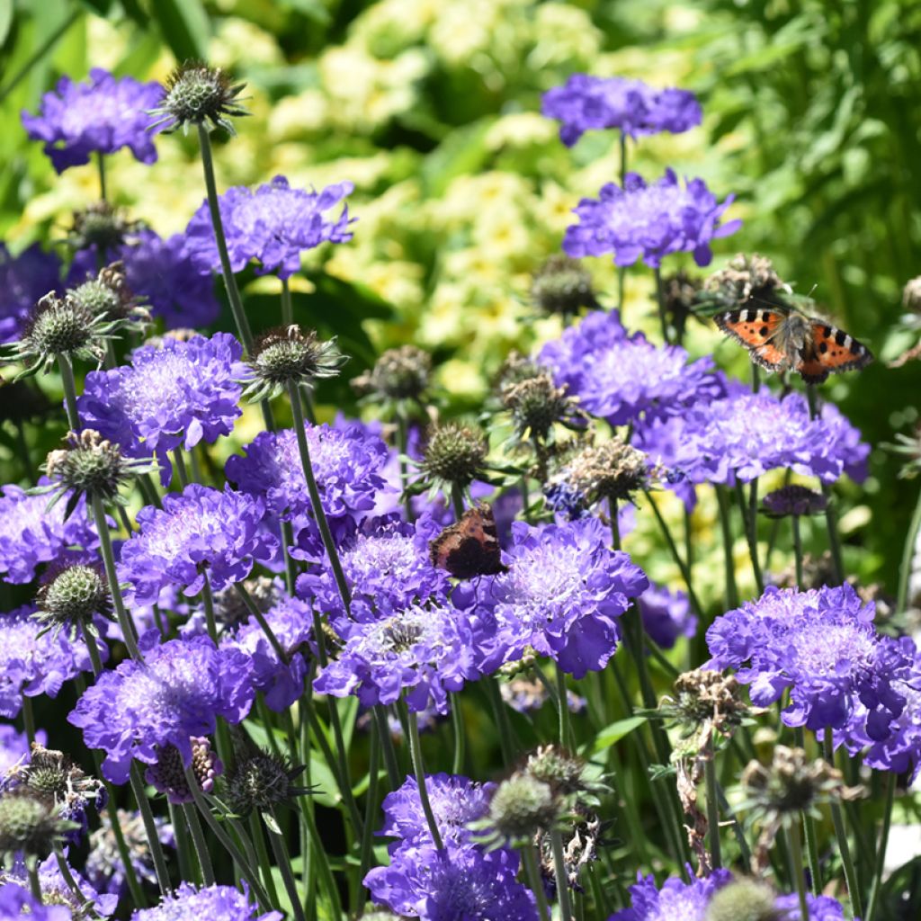 Scabieuse Butterfly Blue - Scabiosa