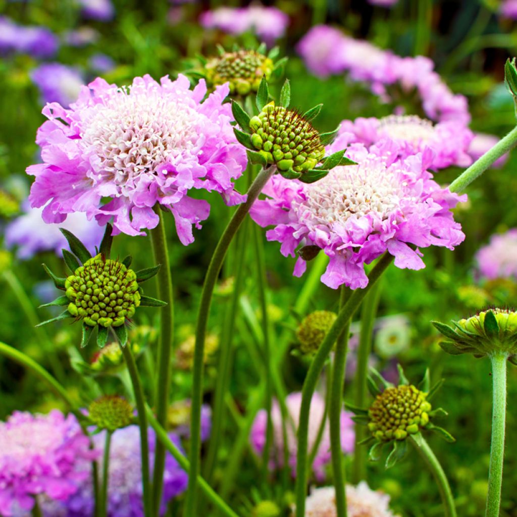 Scabieuse columbaria Pink Mist