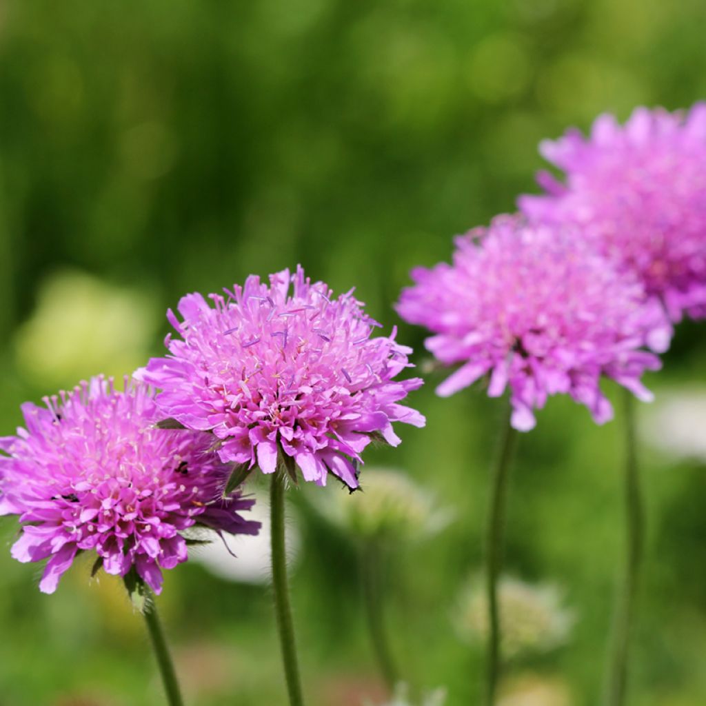 Scabieuse columbaria Pink Mist