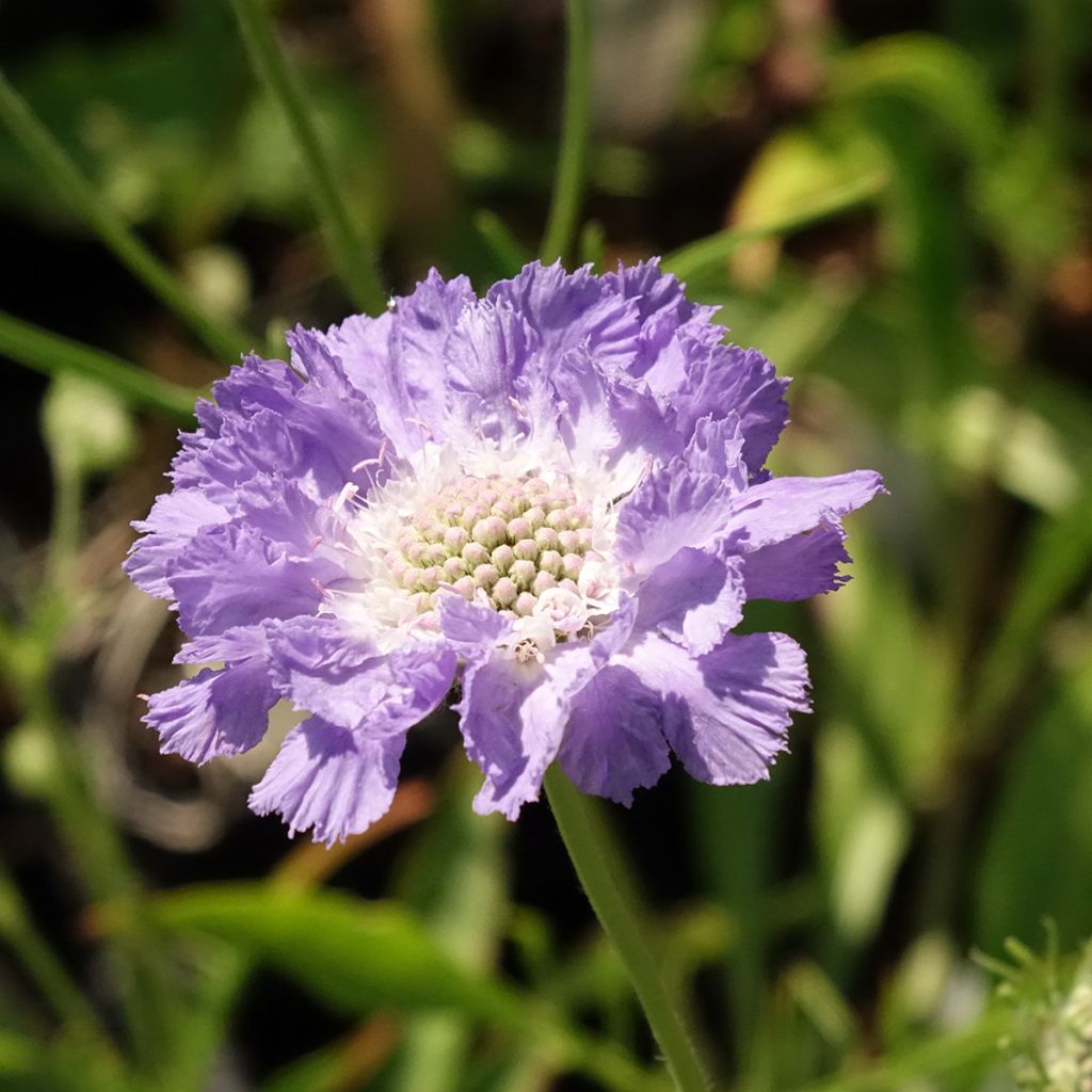Scabieuse du Caucase - Scabiosa caucasica Perfecta