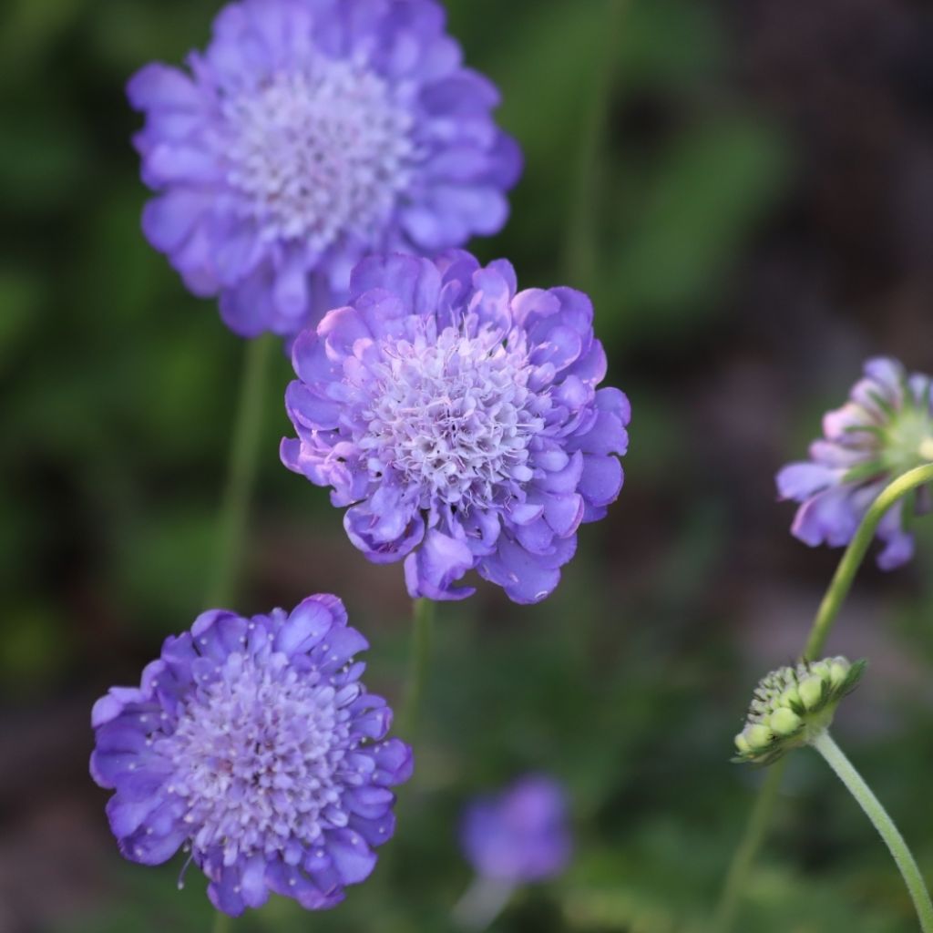 Scabieuse Butterfly Blue - Scabiosa