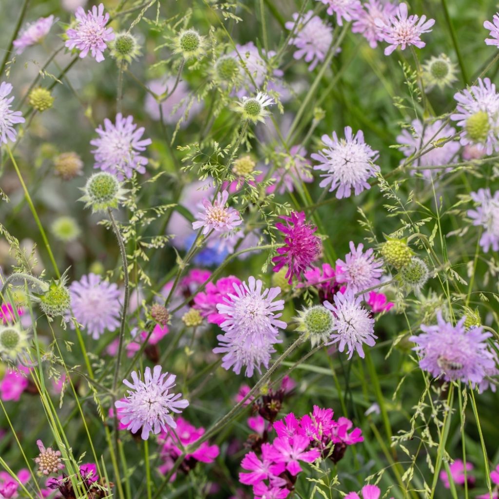 Scabieuse columbaria Pink Mist