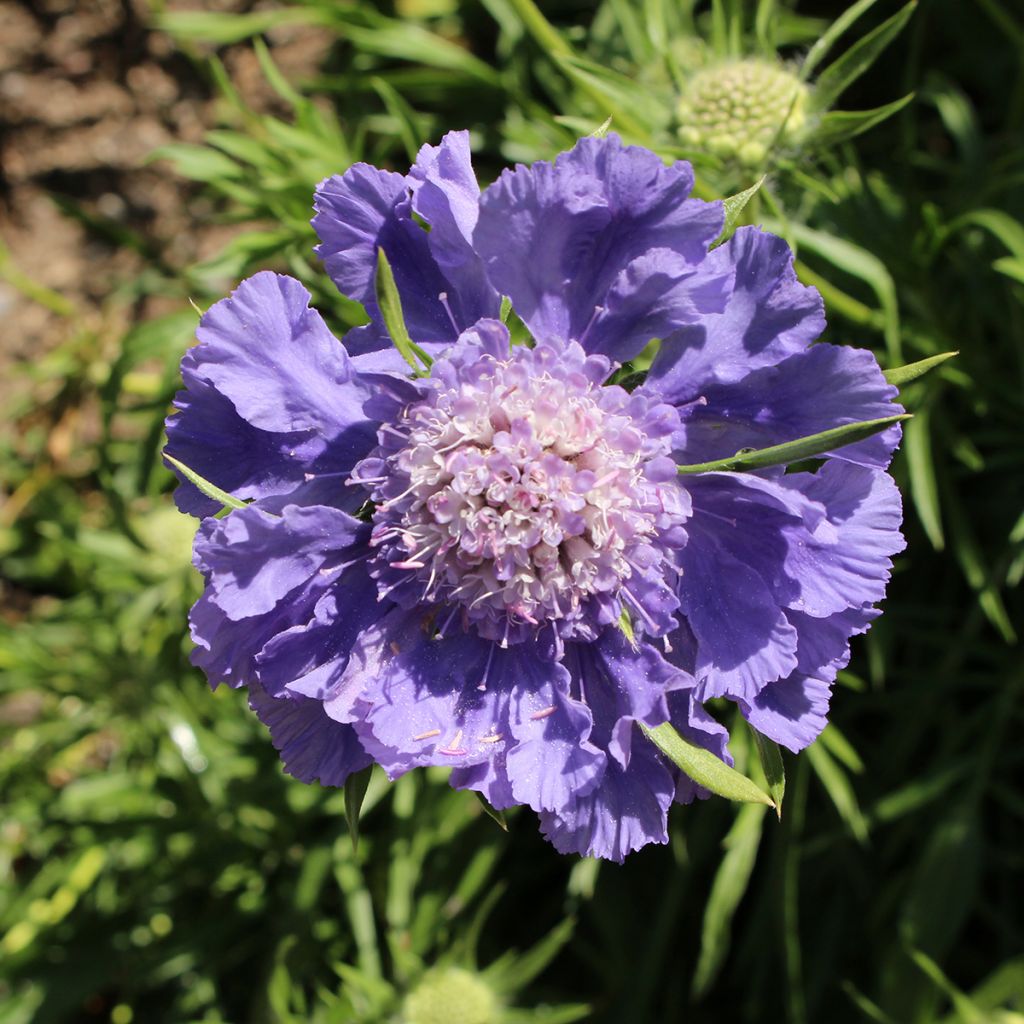 Scabieuse du Caucase - Scabiosa caucasica Fama