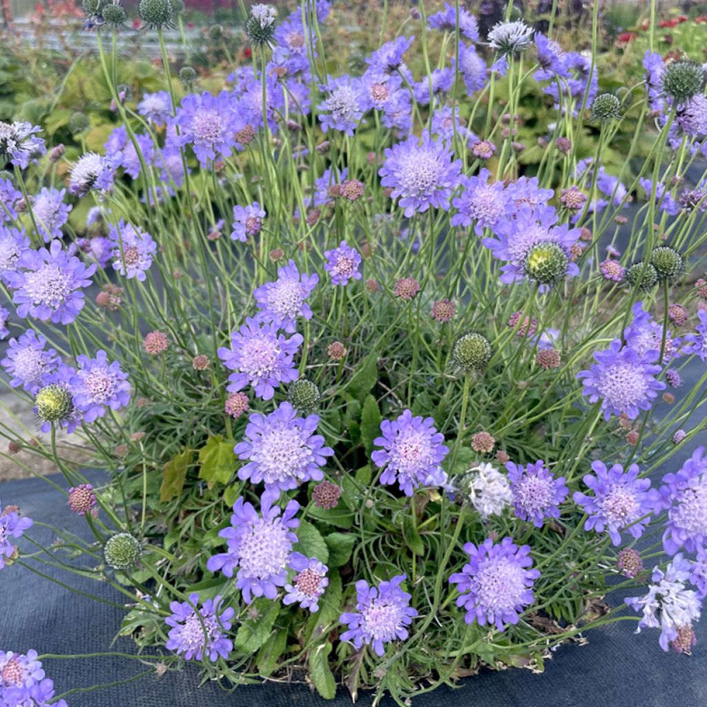Scabiosa Nova Dew Drops - Scabieuse