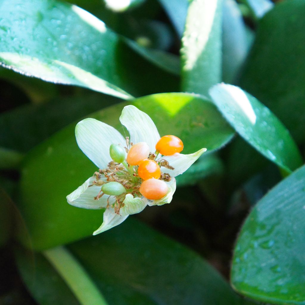 Haemanthus albiflos