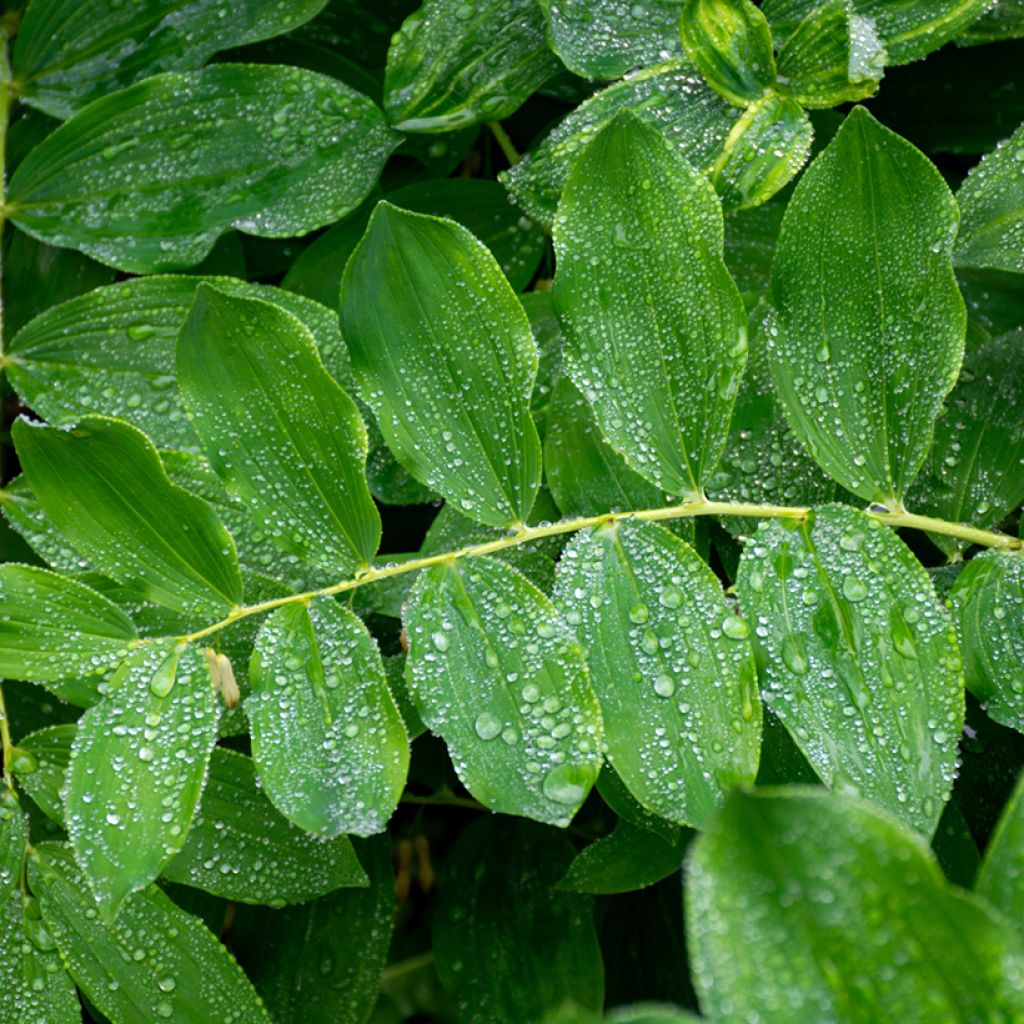 Sceau de Salomon - Polygonatum multiflorum