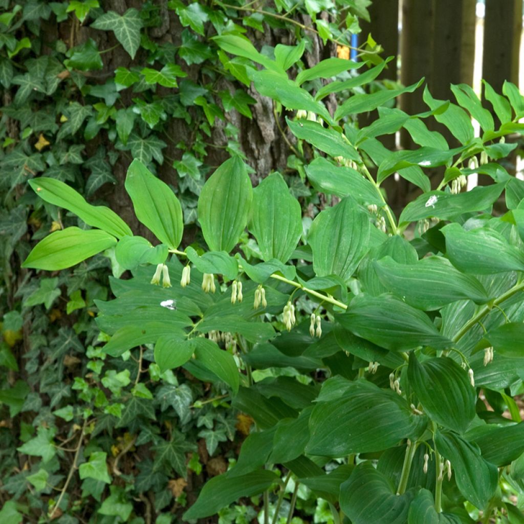 Sceau de Salomon - Polygonatum multiflorum