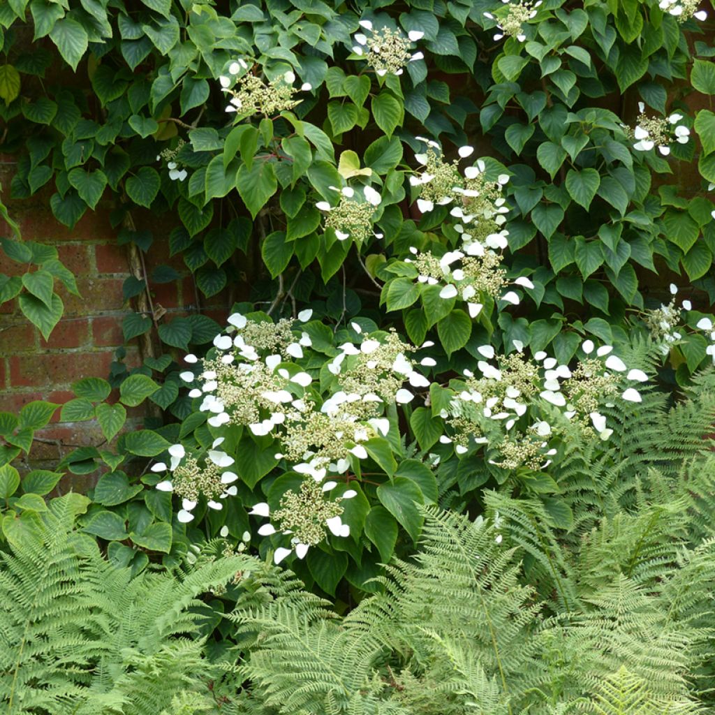 Schizophragma hydrangeoïdes