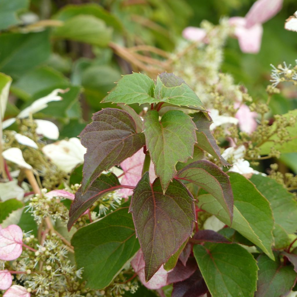 Schizophragma hydrangeoides Rose Sensation (Roseum)