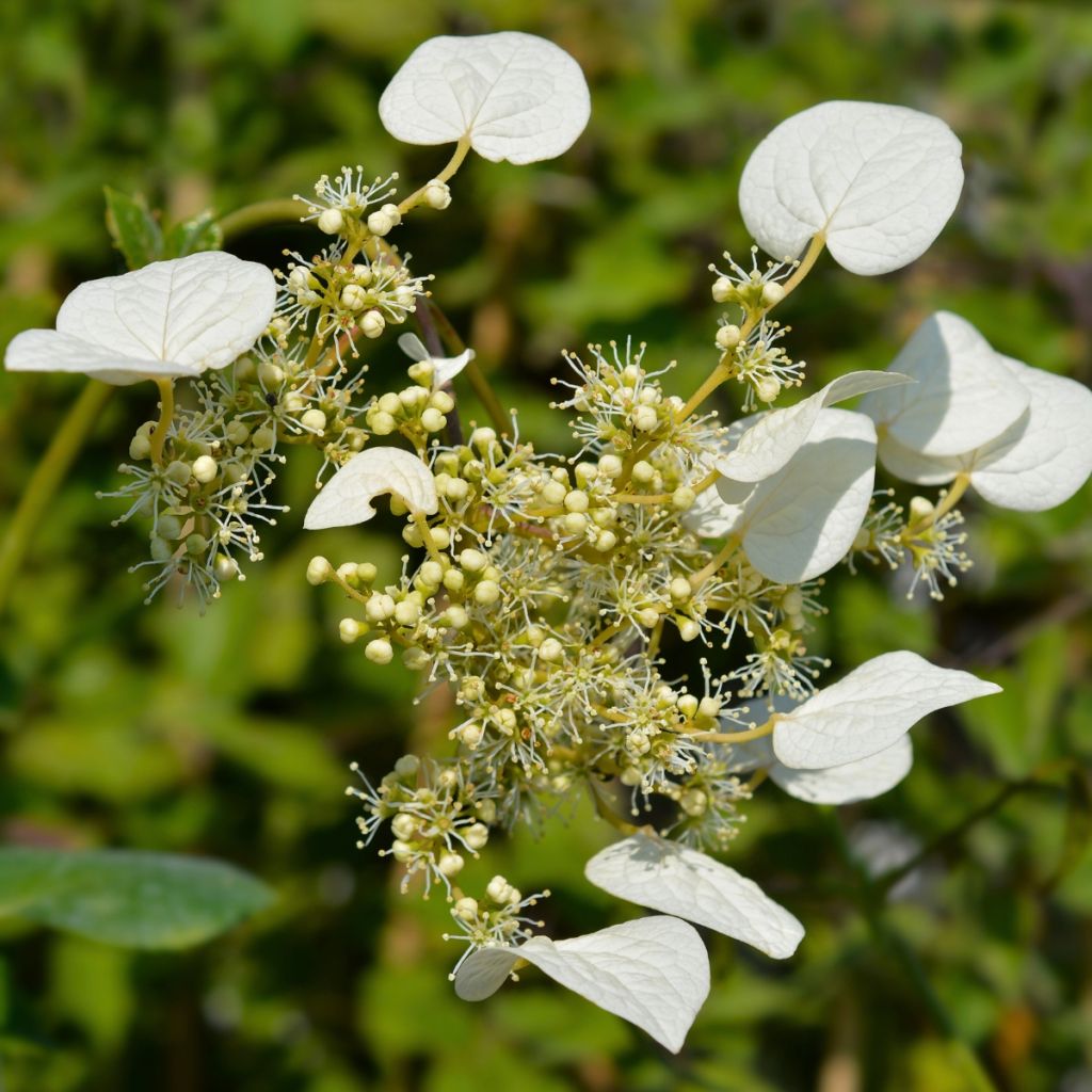 Schizophragma hydrangeoides Snow Sensation - Faux hortensia grimpant