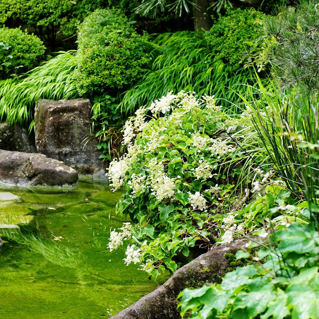 Schizophragma hydrangeoïdes