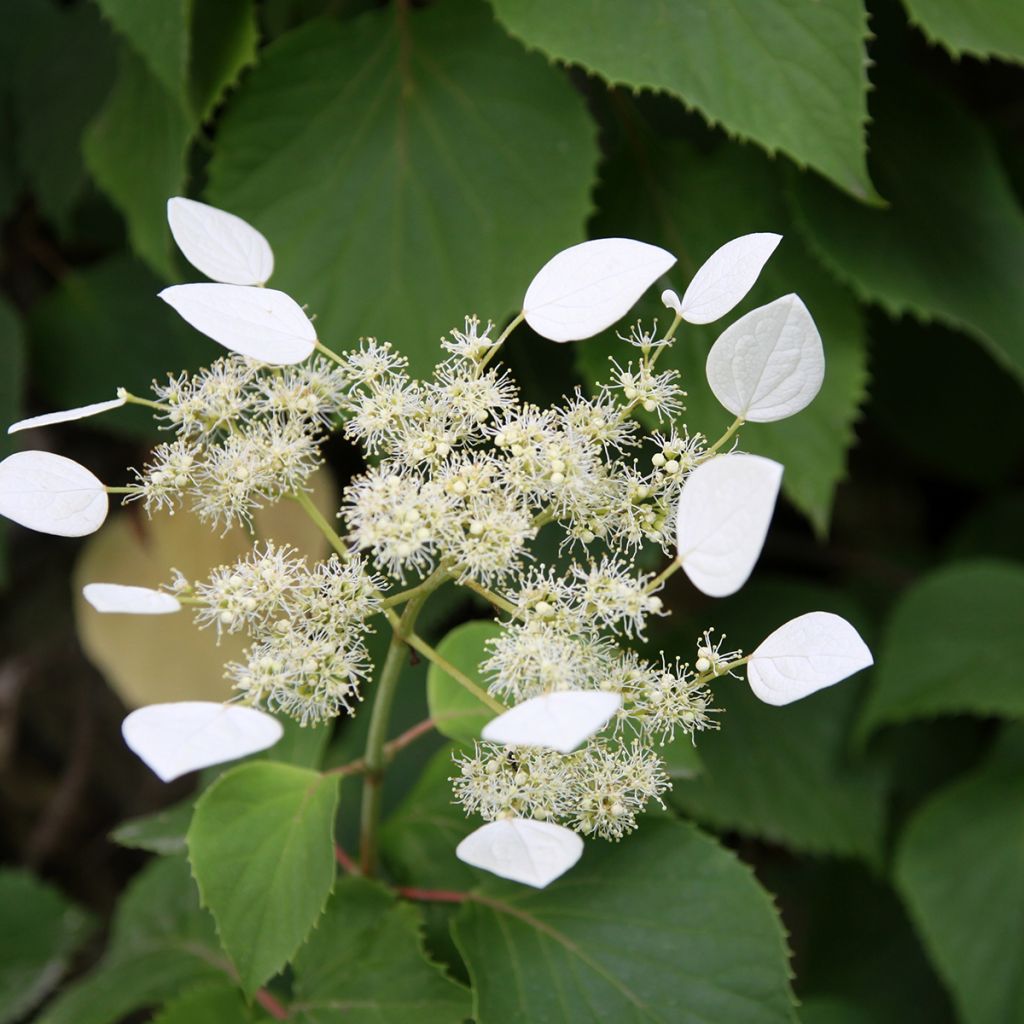 Schizophragma integrifolia - Hydrangée à feuilles entières