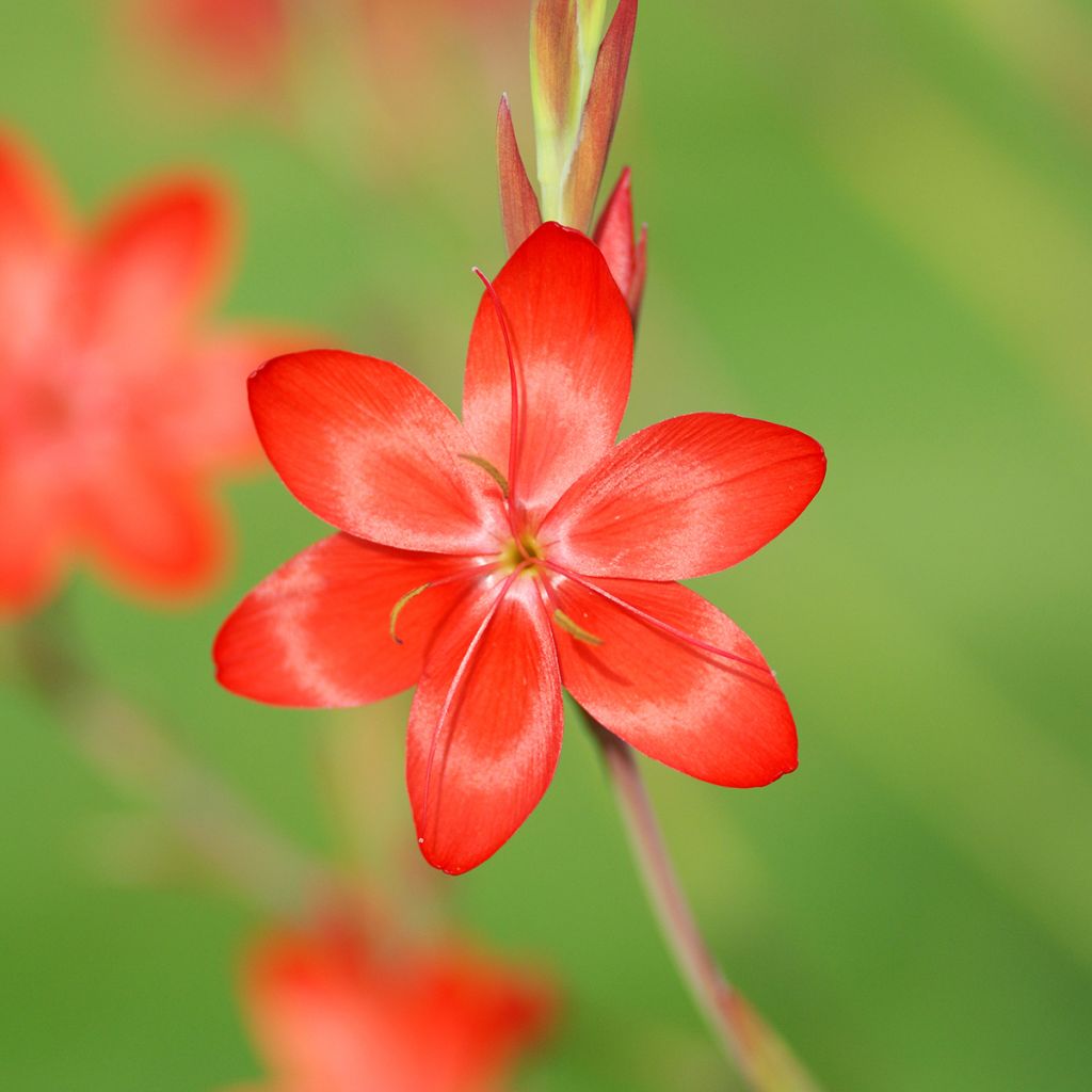 Schizostylis coccinea Major - Lis des Cafres