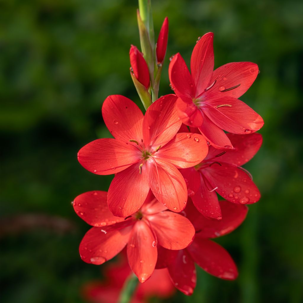 Schizostylis coccinea Major - Lis des Cafres