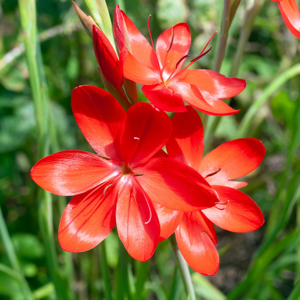 Schizostylis coccinea Major - Lis des Cafres
