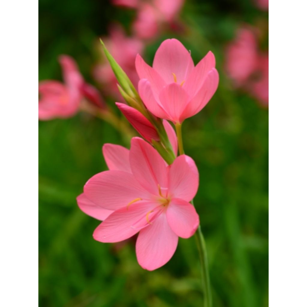 Schizostylis cocc.Mrs Hegarty - Lis des Cafres