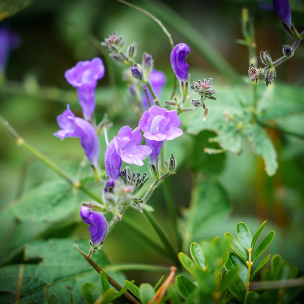 Scutellaria Incana - Scutellaire