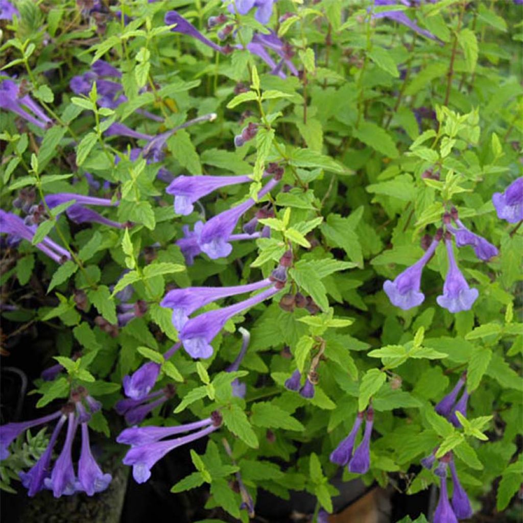 Scutellaria scordifolia - Scutellaire casquée