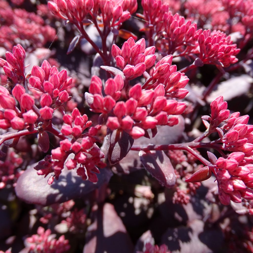 Sedum Chocolate Cherry - Orpin reprise