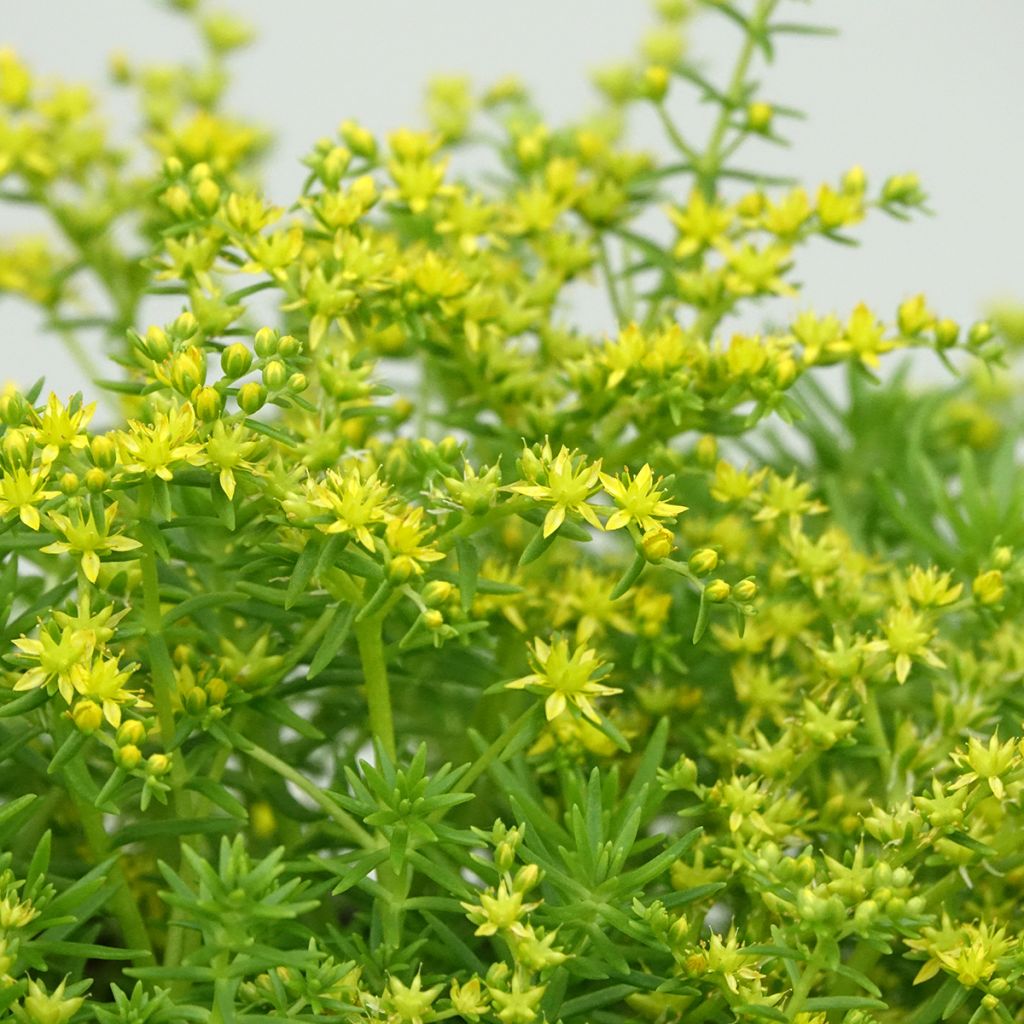 Sedum Lemon Ball - Orpin rampant