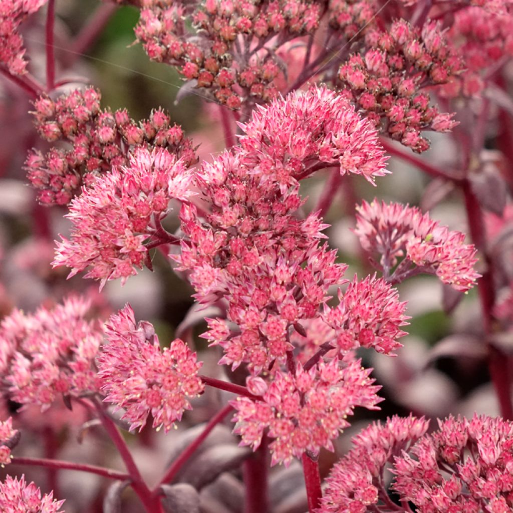 Sedum Mojave Jewels Diamond - Orpin d'automne 