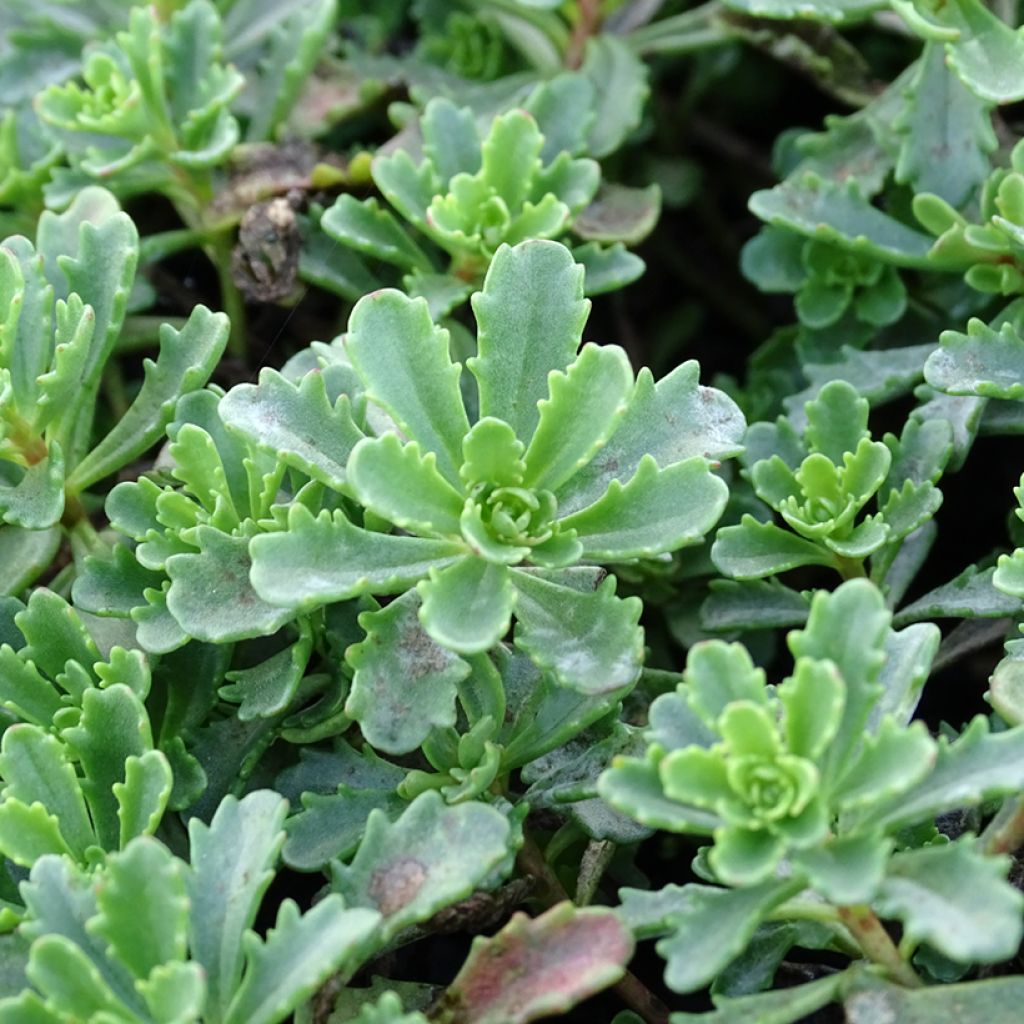 Sedum Weihenstephaner Gold - Orpin jaune