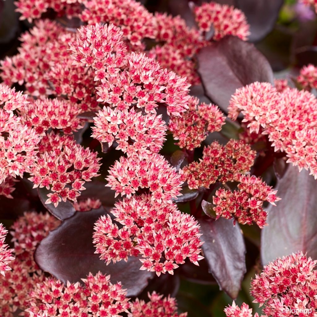 Sedum Black Knight 