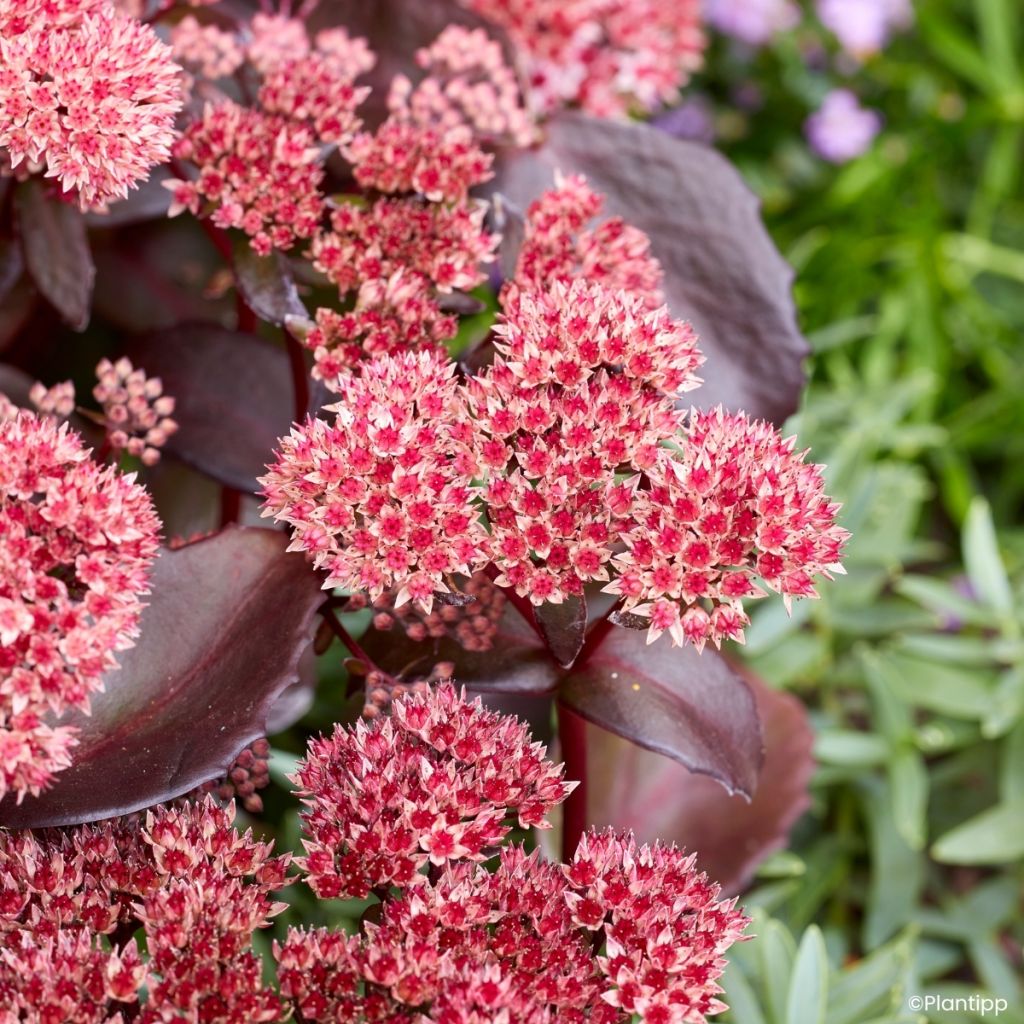 Sedum Black Knight 