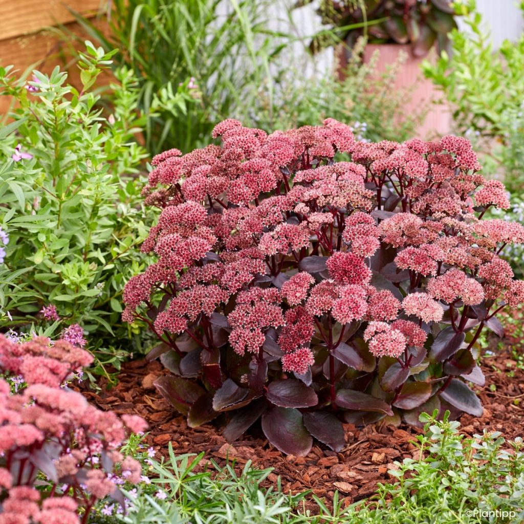 Sedum Black Knight 