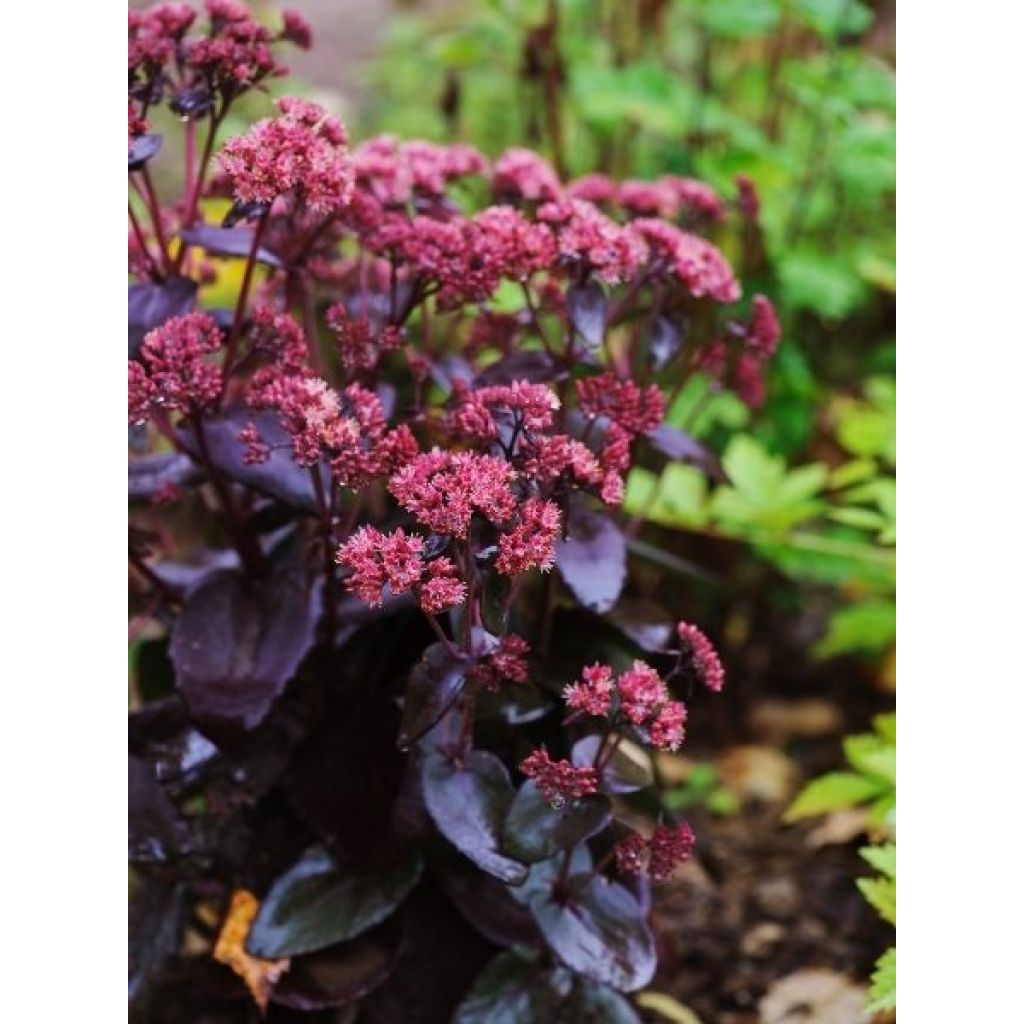 Sedum Chocolate Cherry - Orpin reprise