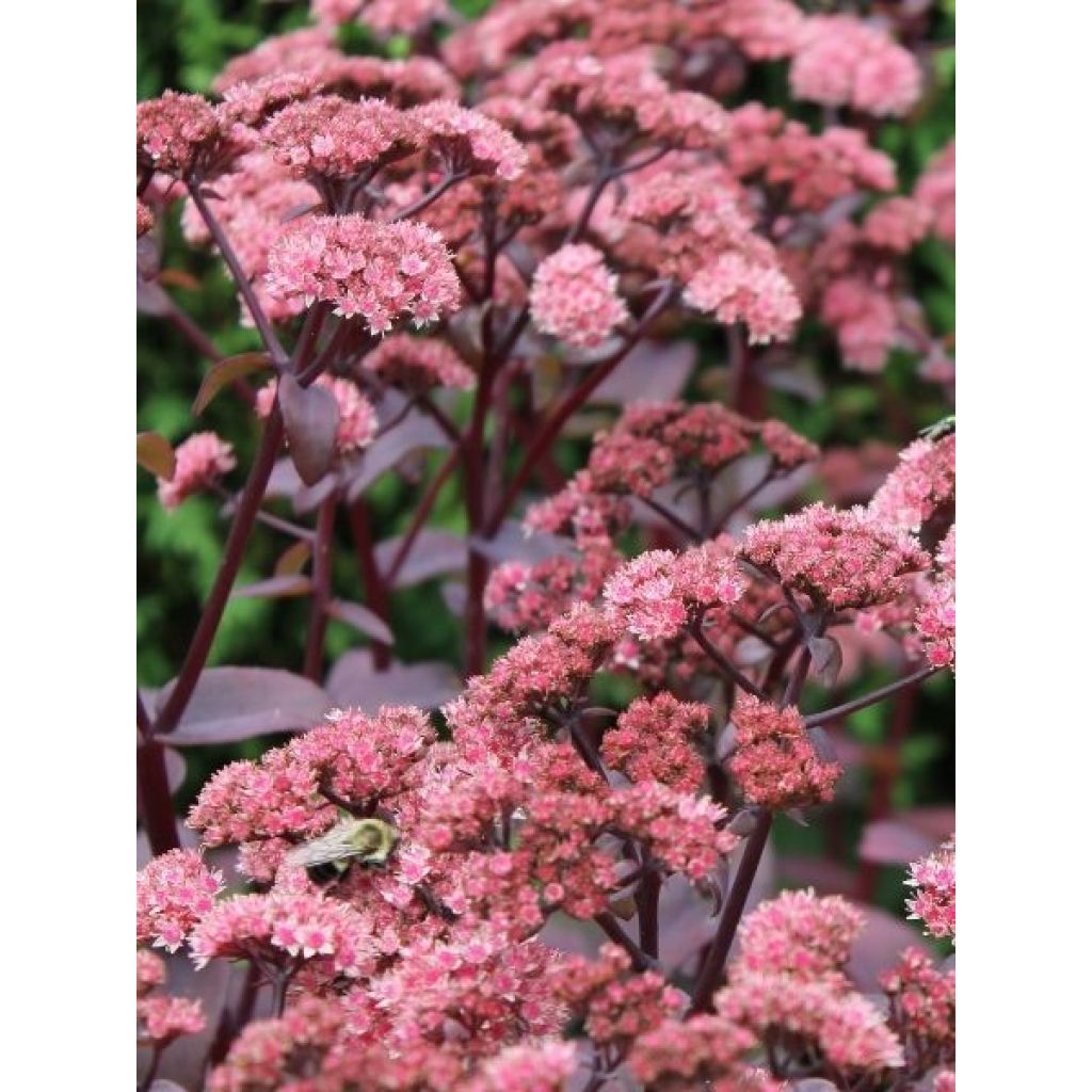 Sedum Chocolate Cherry - Orpin reprise