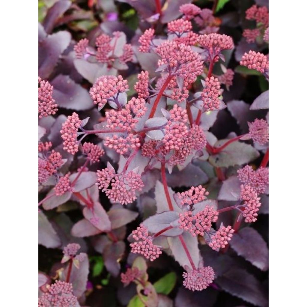 Sedum (Hylotelephium) Thunderhead - Orpin d'automne