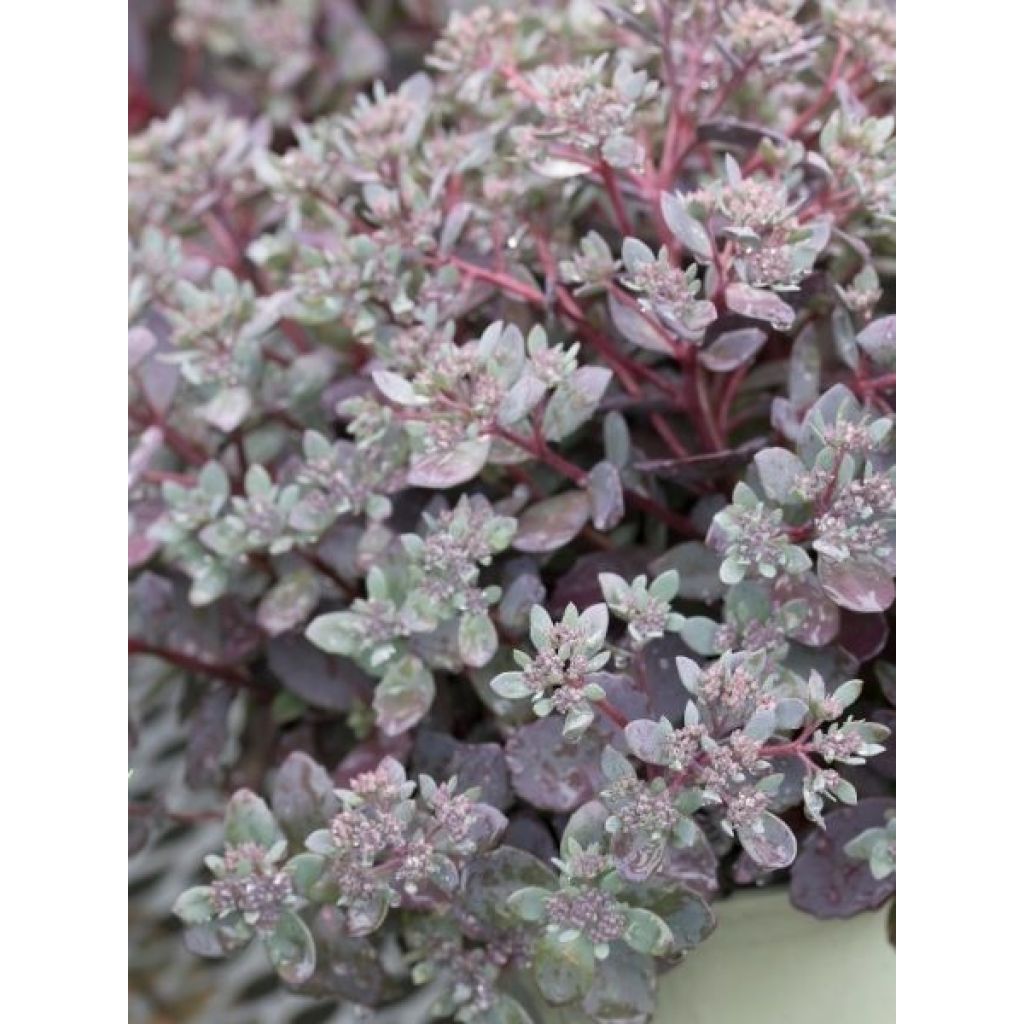 Sedum Sunsparkler Dazzleberry - Orpin bleu