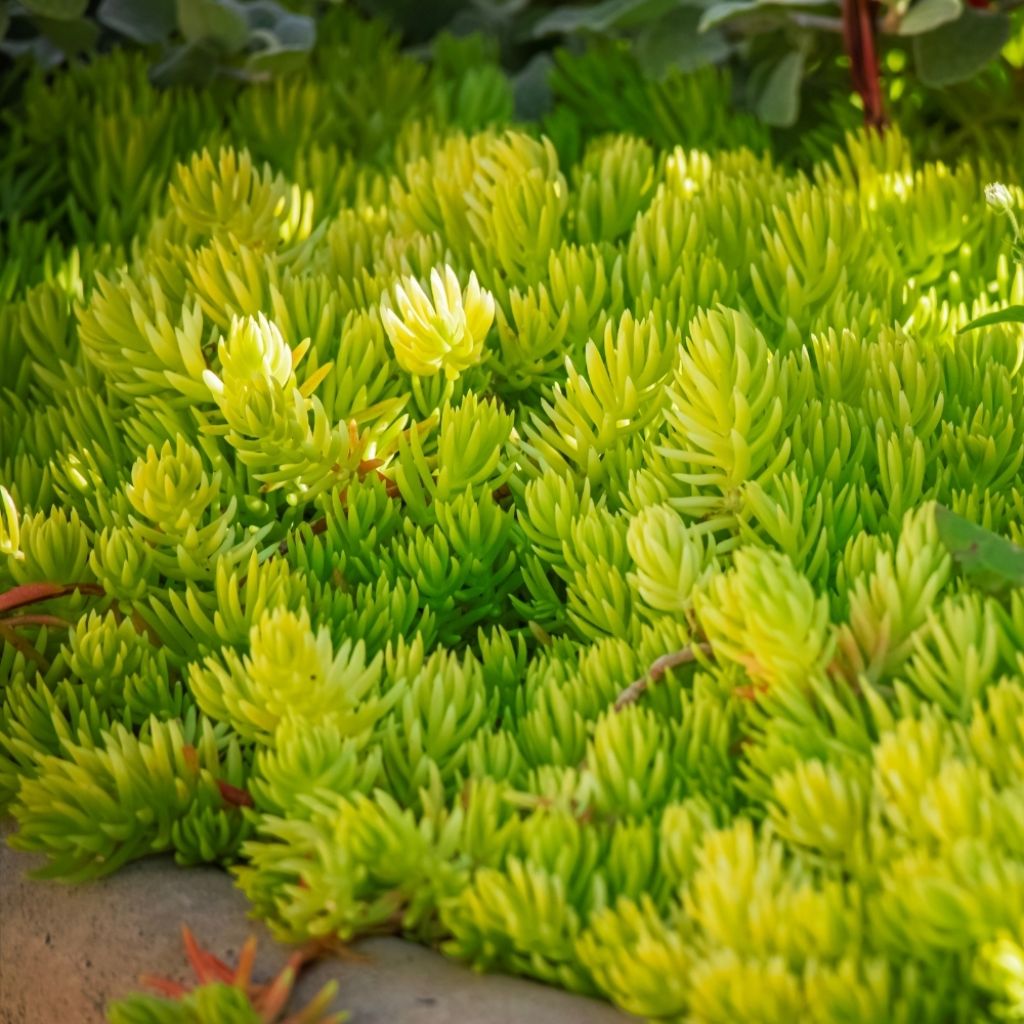 Sedum reflexum - Orpin des rochers, Orpin réfléchi