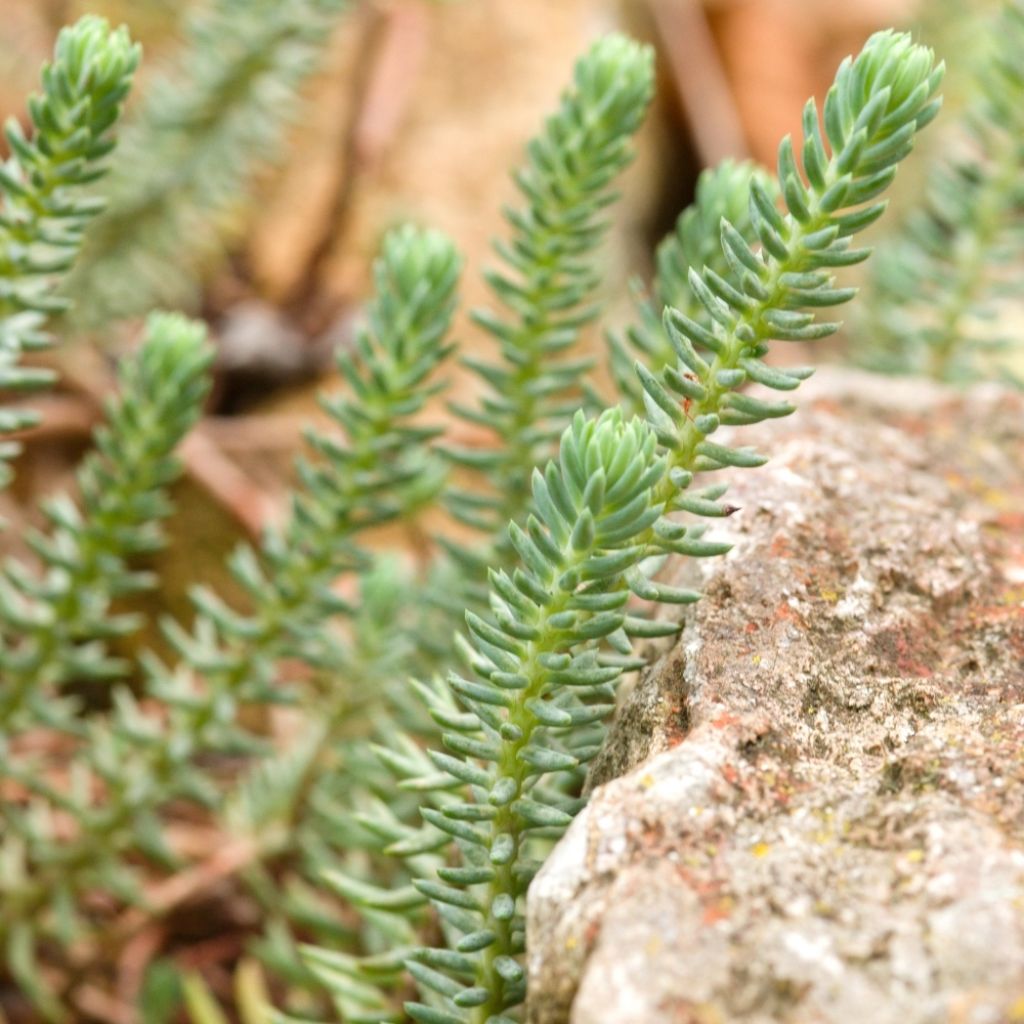 Sedum reflexum - Orpin des rochers, Orpin réfléchi