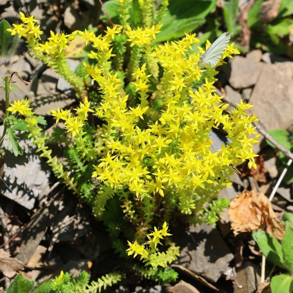 Sedum reflexum - Orpin des rochers, Orpin réfléchi