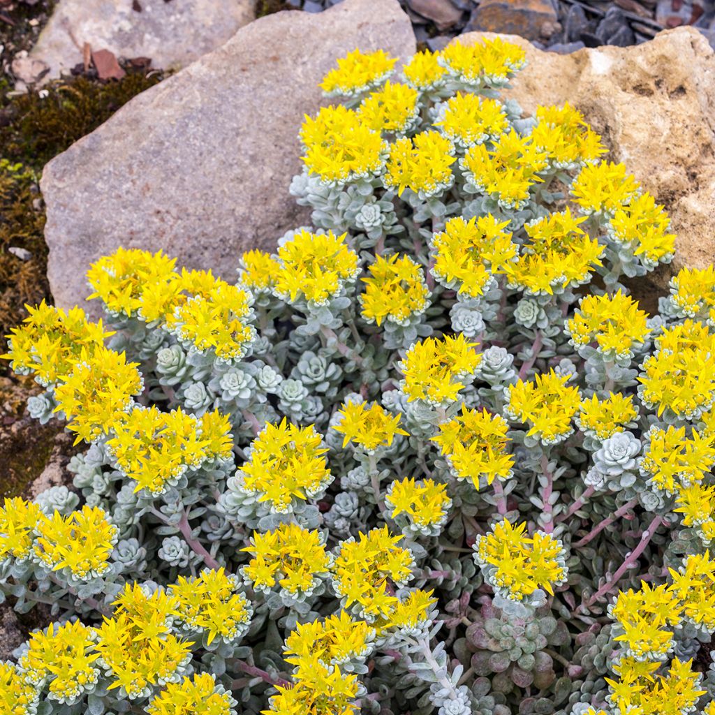 Sedum spathulifolium Cape Blanco - Orpin rampant