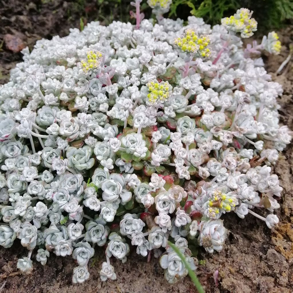 Sedum spathulifolium Cape Blanco - Orpin rampant