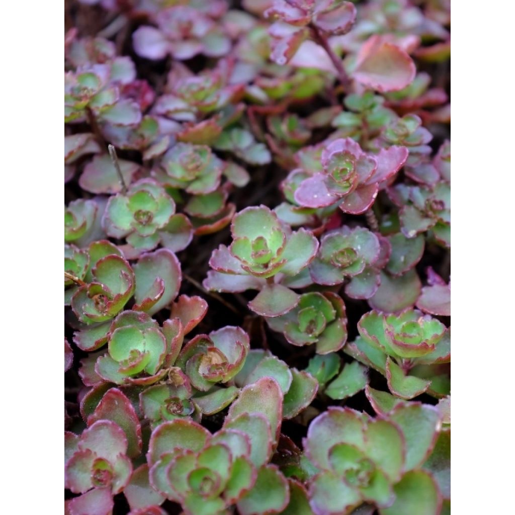 Sedum spurium Fuldaglut - Orpin