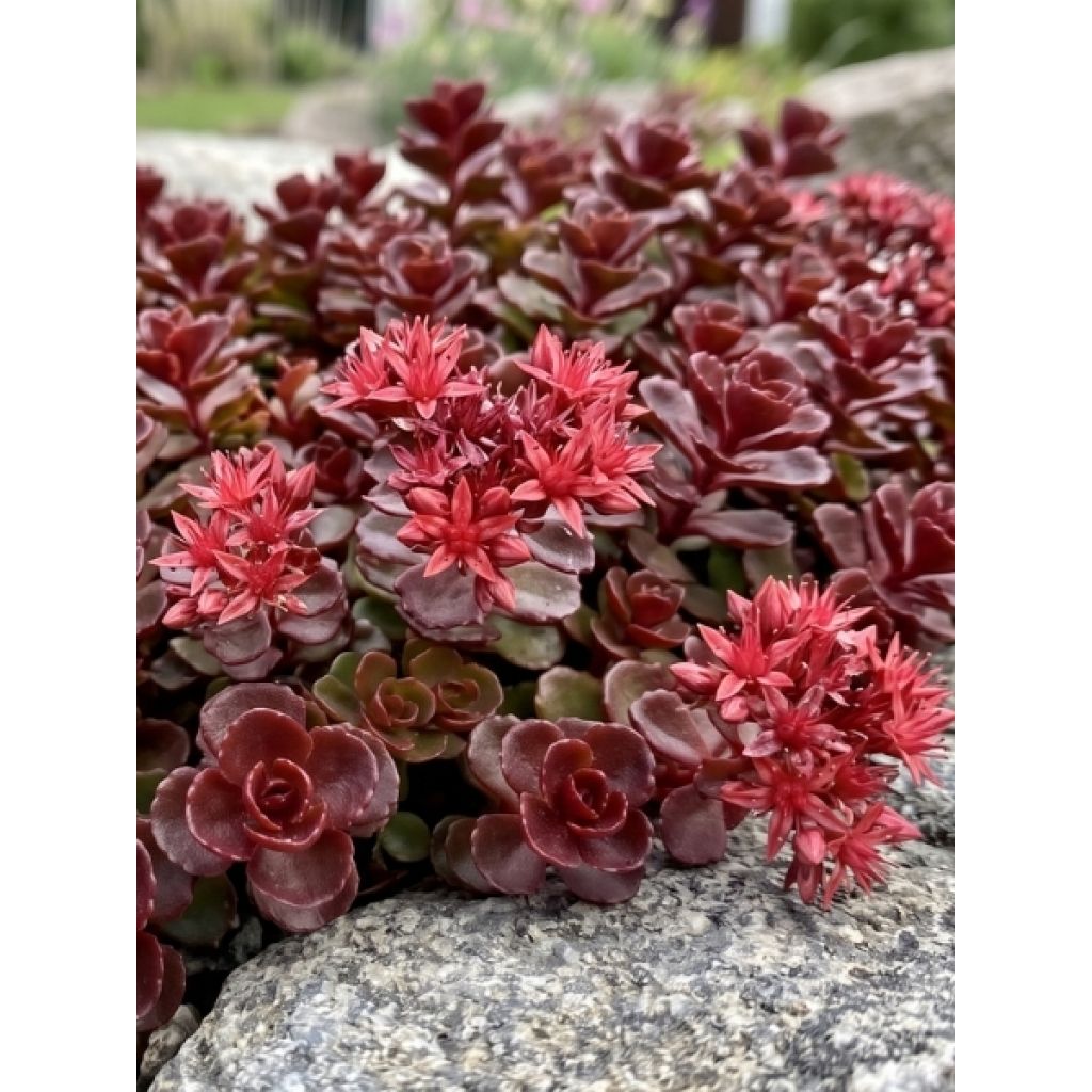 Sedum spurium Woodoo - Orpin