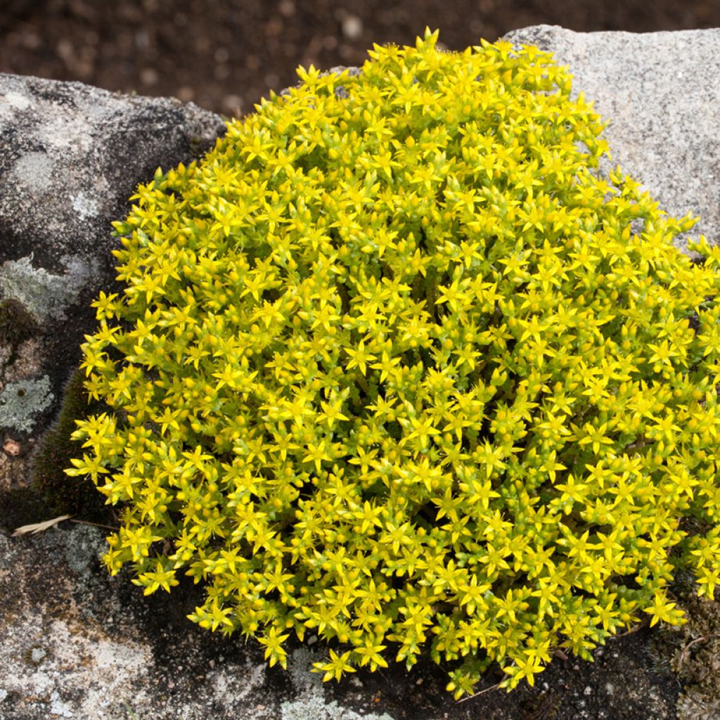 Graines de Sedum acre - Orpin jaune