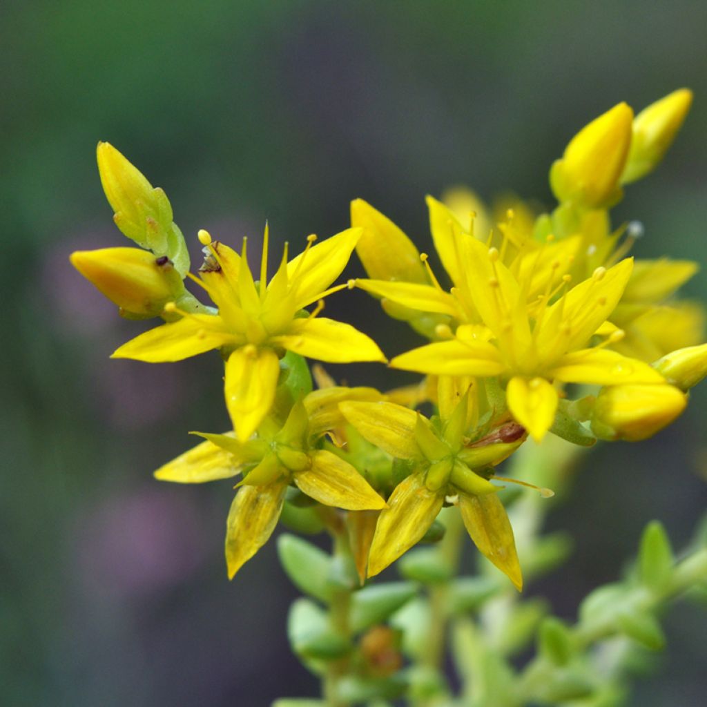 Graines de Sedum acre - Orpin jaune
